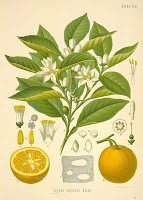 Florida Orange Blossoms