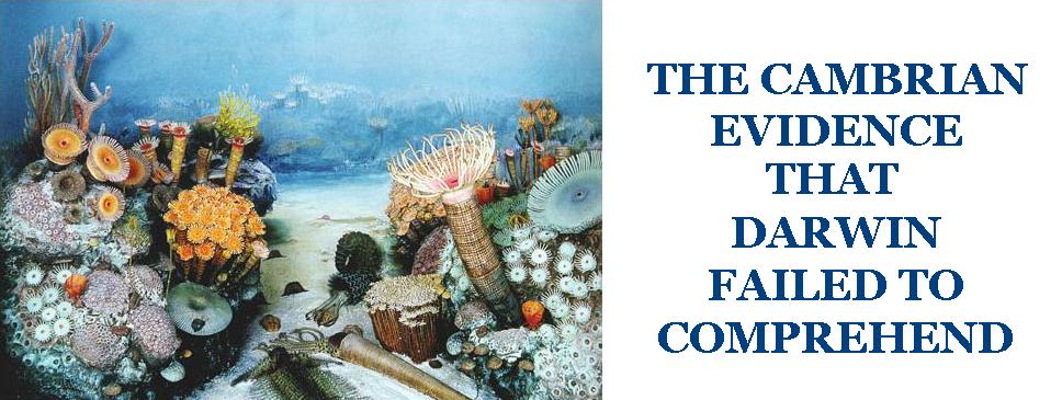 THE CAMBRIAN EVIDENCE THAT  DARWIN FAILED TO COMPREHEND