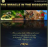 Miracle in the Mosquito.com