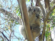 Koala Bear Tower Hill Reserve
