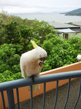 Sulphur Crested Cockatoo