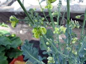 Bucolic Bushwick a Brooklyn Rooftop Container Vegetable Garden