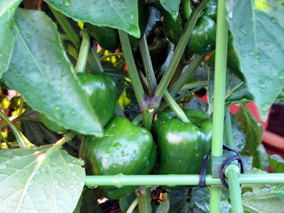 Bucolic Bushwick a Brooklyn Rooftop Container Vegetable Garden