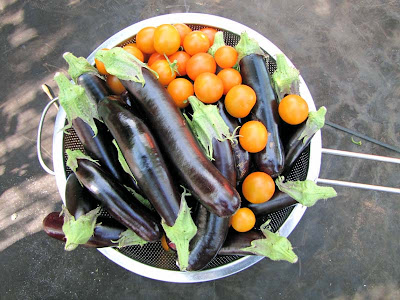 Rooftop Garden Vegetable Harvest