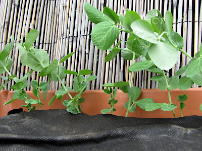 Bushwick Rooftop Container Vegetable Garden Plant