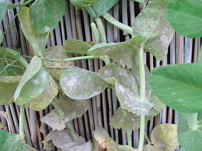 Bushwick Rooftop Container Vegetable Garden Disease