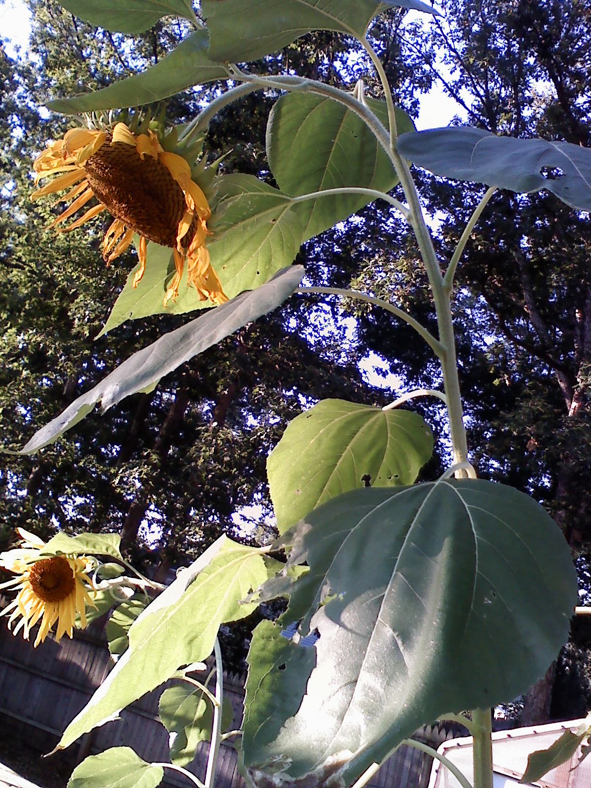 How to Grow Sunflowers in Your Backyard 2010 Beauties