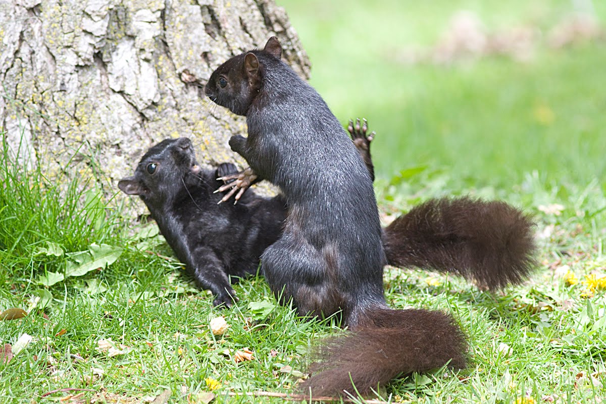 squirrels fighting