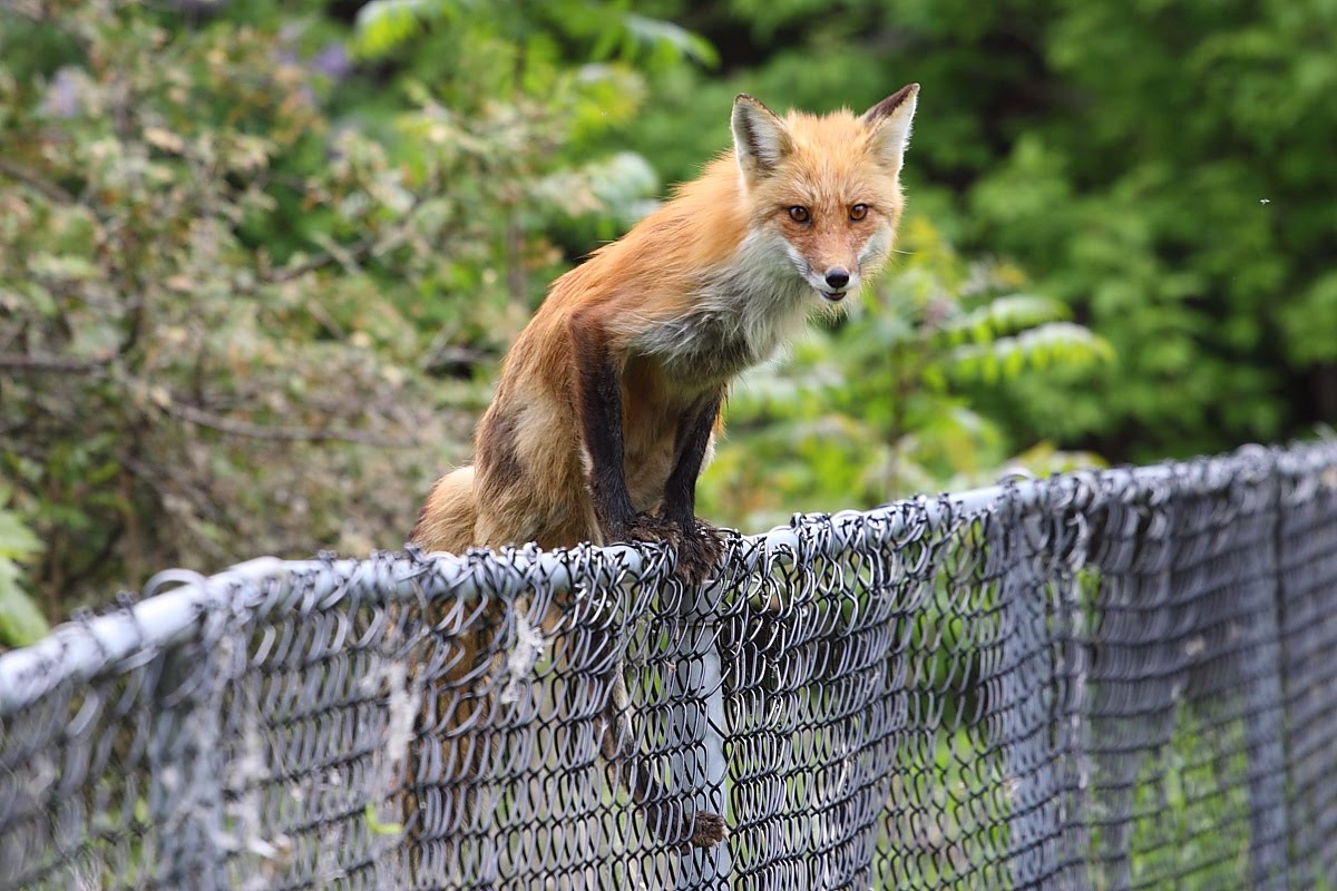 female+fox+on+the+fence+May+22+2010_MG_9