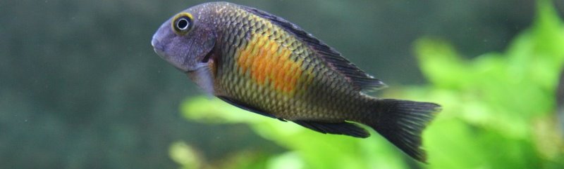 Cichlidae
