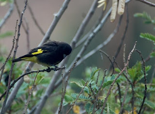 Black Siskin