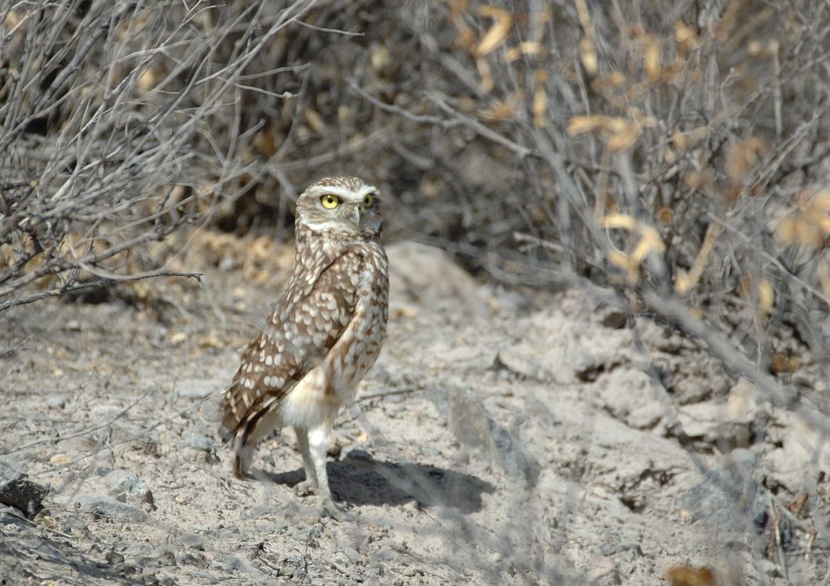 [Burrowing+Owl+2.JPG]