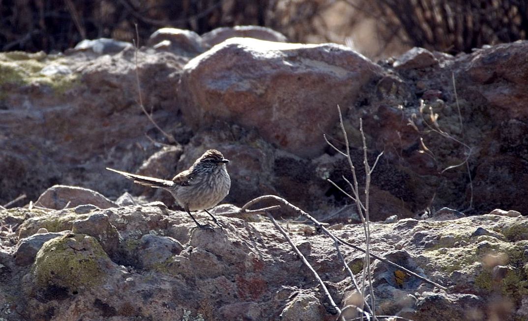 [Andean+Tit-spinetail+3.JPG]