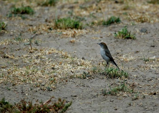 [Ground-Tyrant2.JPG]