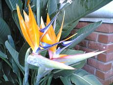 Stralitzia crane flower