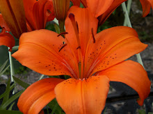 Can't beat an orange lily!