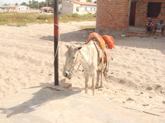 Condução Animal