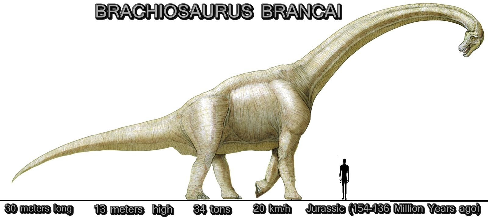 [brachiosaurus+scale+01.jpg]