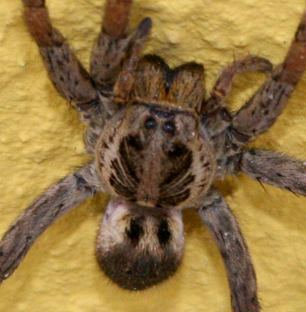 [bl-tarant_6940.JPG]