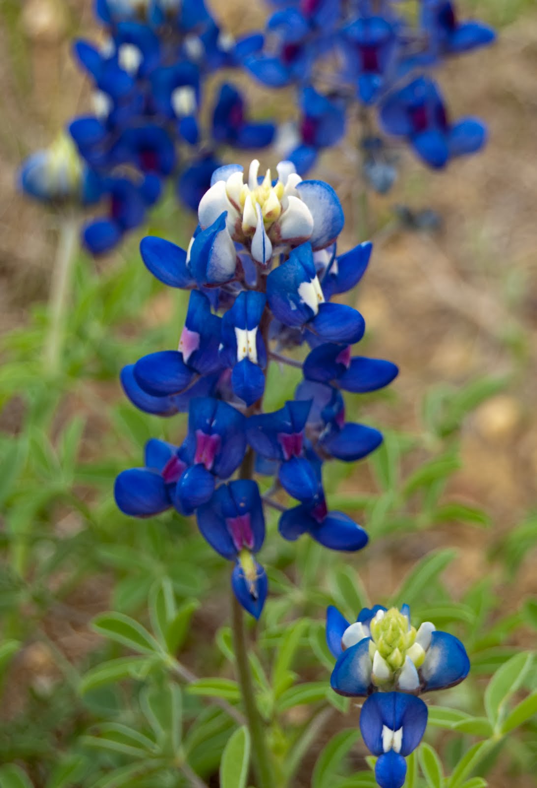 Cattura Photography Through the are in bloom