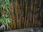 Organic Bamboo