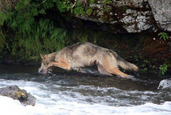 A_Wolf_Catching_Salmon_1.jpg