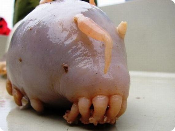 strangest-and-rarest-animals-in-world05.jpg