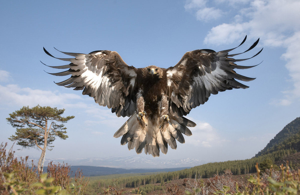 White Wolf An Incredibly Rare Leucistic Bald Eagle Makes