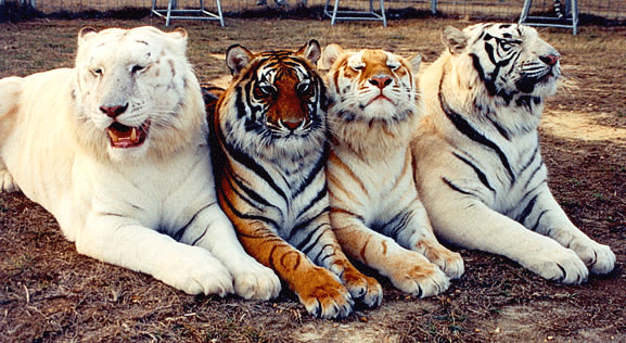 四匹のトラ