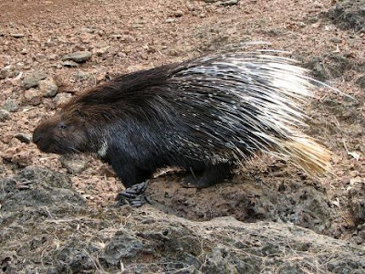 ASTAGA! Beginilah Wajah Anjing yang Berantem Ma Landak Porcupine+vs+bull