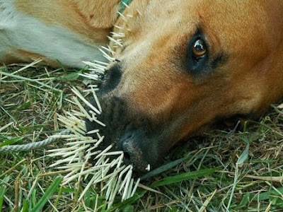 ASTAGA! Beginilah Wajah Anjing yang Berantem Ma Landak Bull+Terrier+Vs+Porcupine+05