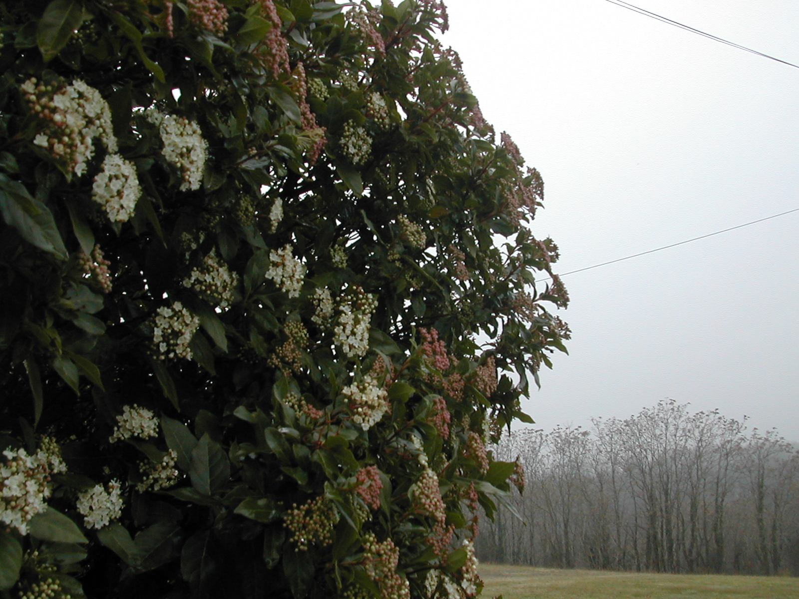Viburnum The Love Of A Shrub In The Winter The Daily Hoe