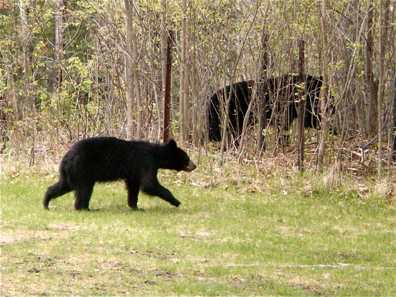 Black Bear Running