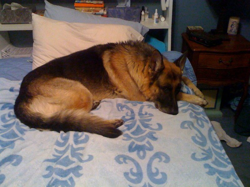 Blackjack dog