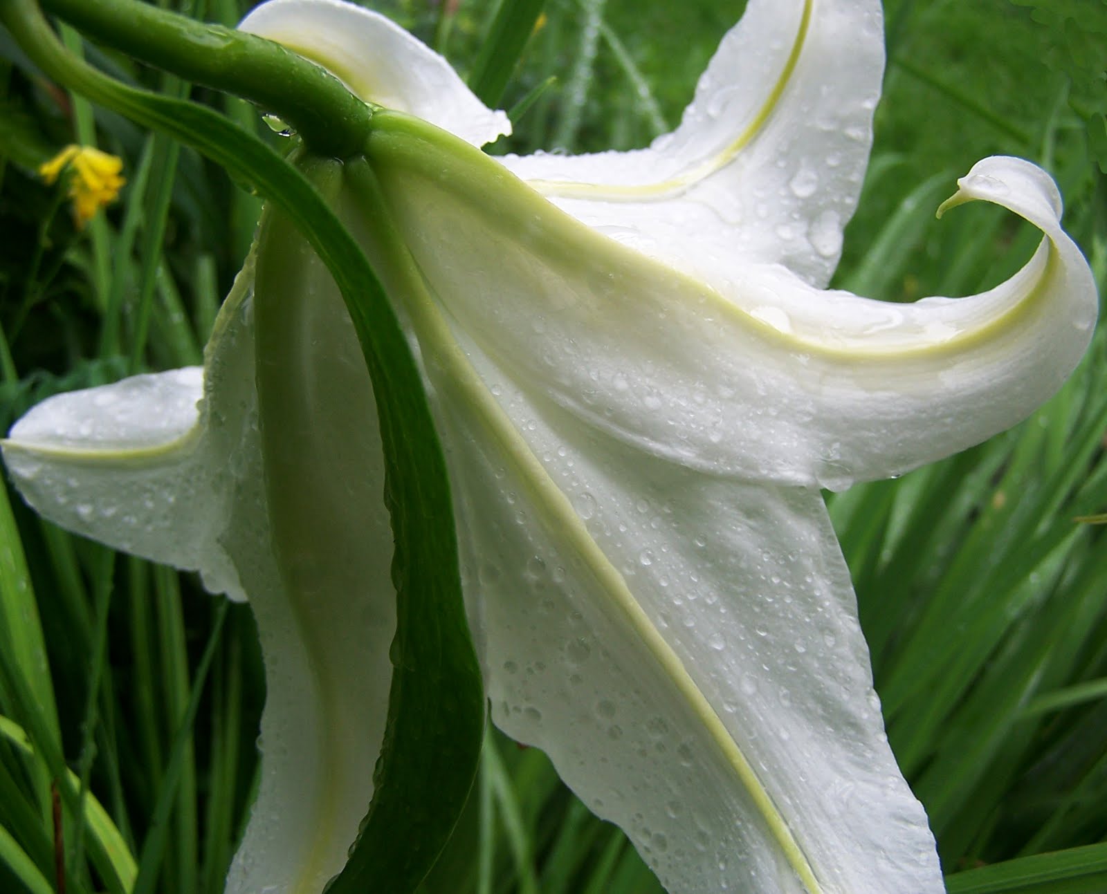 Three Dogs in a Garden Midsummer Lilies