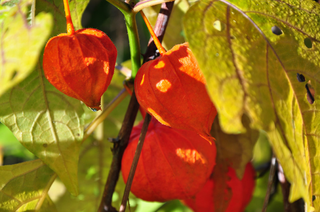 Three Dogs in a Garden December 2010