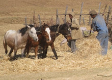 Hard working horses