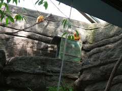 baby monkeys at the zoo