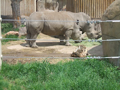 we also saw big rhinos