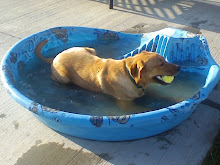 Tein (yellow dog)