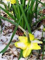 flower in snow