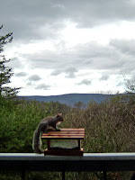 squirrel on rail