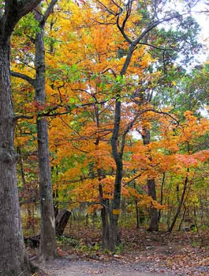 trees in fall