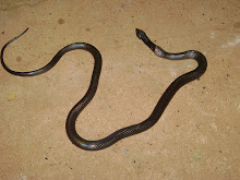 SE TIVER COBRA A GENTE PASSA POR CIMA,SE TIVER MARIMBONDO A GENTE PASSA POR BAIXO......