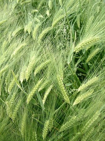 Im Gedenken An Florian April 2010