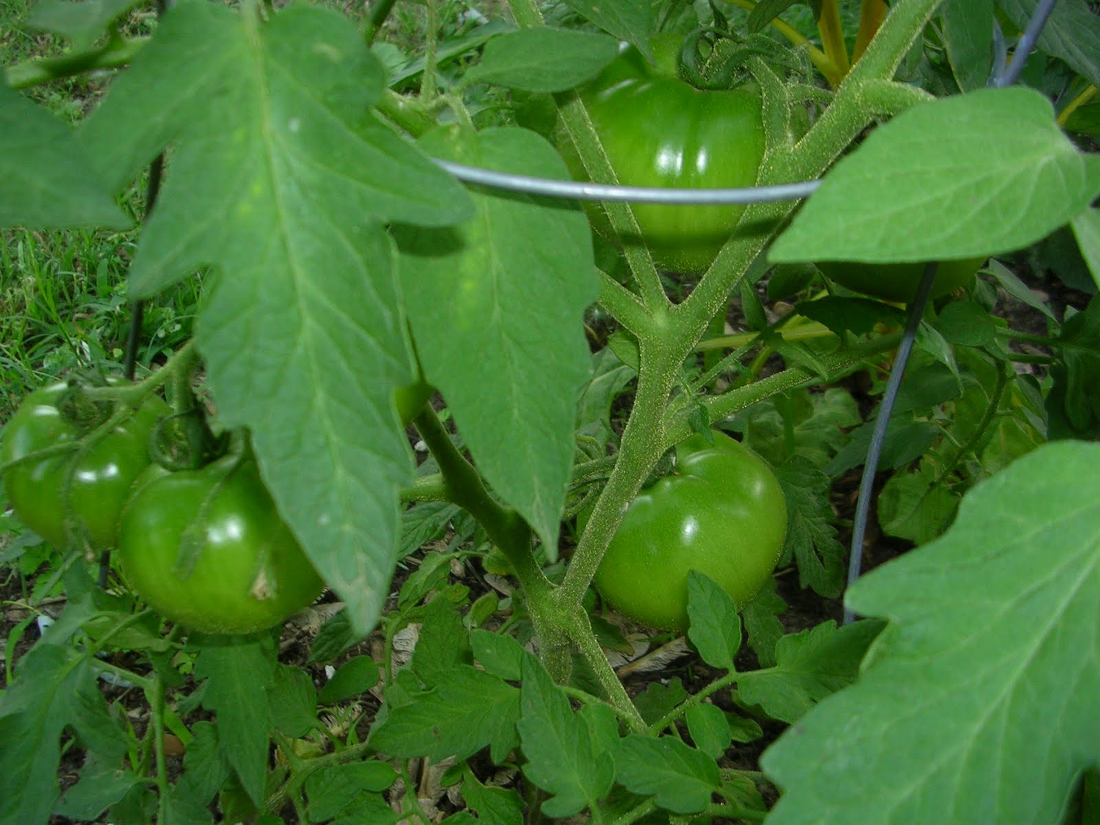 Garden to Table May 2010