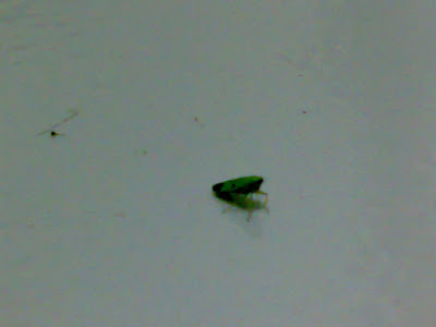 Pieces Of Me Annoying Green Bug