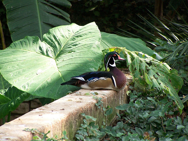 Wild duck at San Antonio Zoo ducks, waterfowl, wild ducks, wild duck