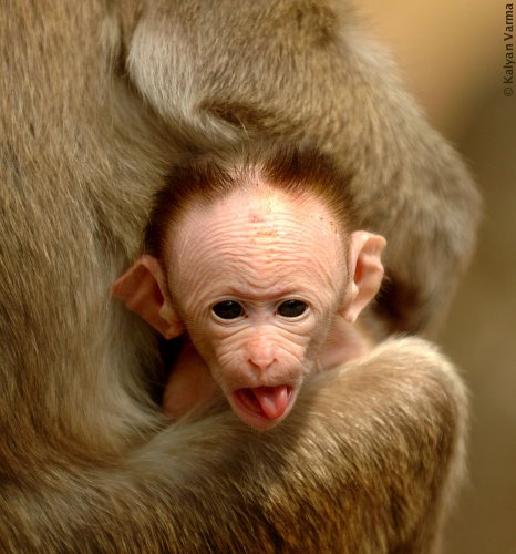 Funny Baby Monkey Image funny monkey. Funny Baby Monkey Image