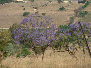 Jacaranda